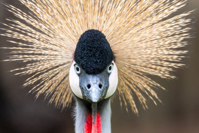 Third showcase image