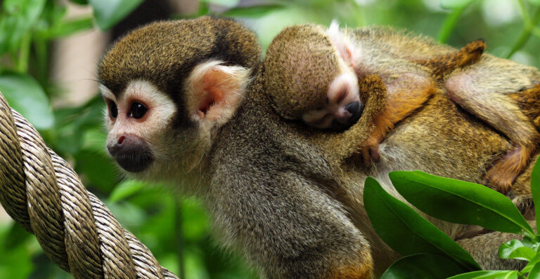 Second showcase image