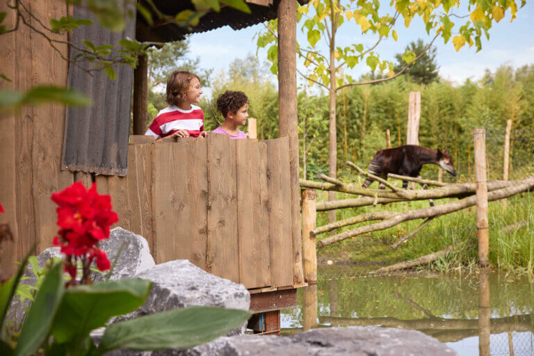 Third showcase image