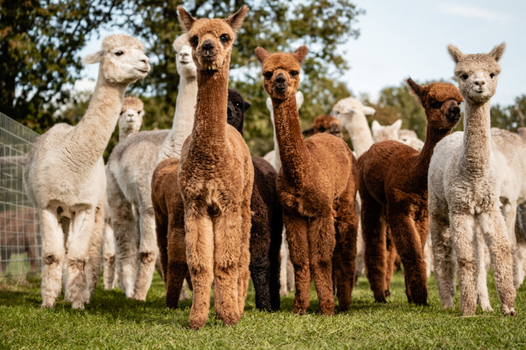 Gratis Alpaca Speurtocht t.w.v. €6,-