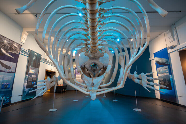 15 % Rabatt + ein Getränk gratis