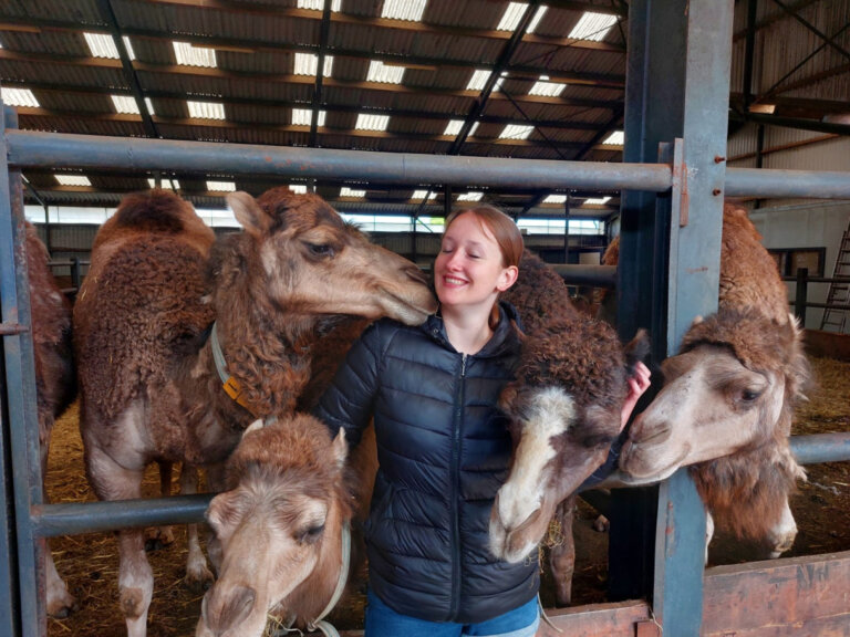 Grand prize: Camel caretaker for 1 day